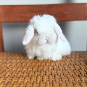 Larry 8-Week-Old Male Holland lop