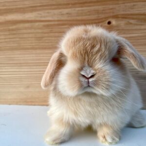Name: Jerry  Holland Lop Rabbit Male  5–6 Weeks Old