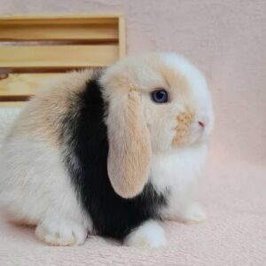 Name: Daisy Mini Lop Rabbit Female 10–11 Weeks Old