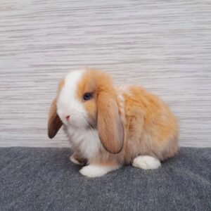 Name: Toby  Mini Lop Rabbit Male 10–11 Weeks Old