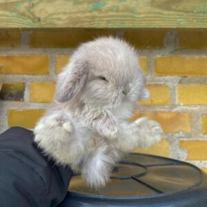 Hazel Holland Lop Female 7–8 Weeks Old