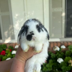 Name: Milo Holland Lop Rabbit Male  11–12 Weeks Old