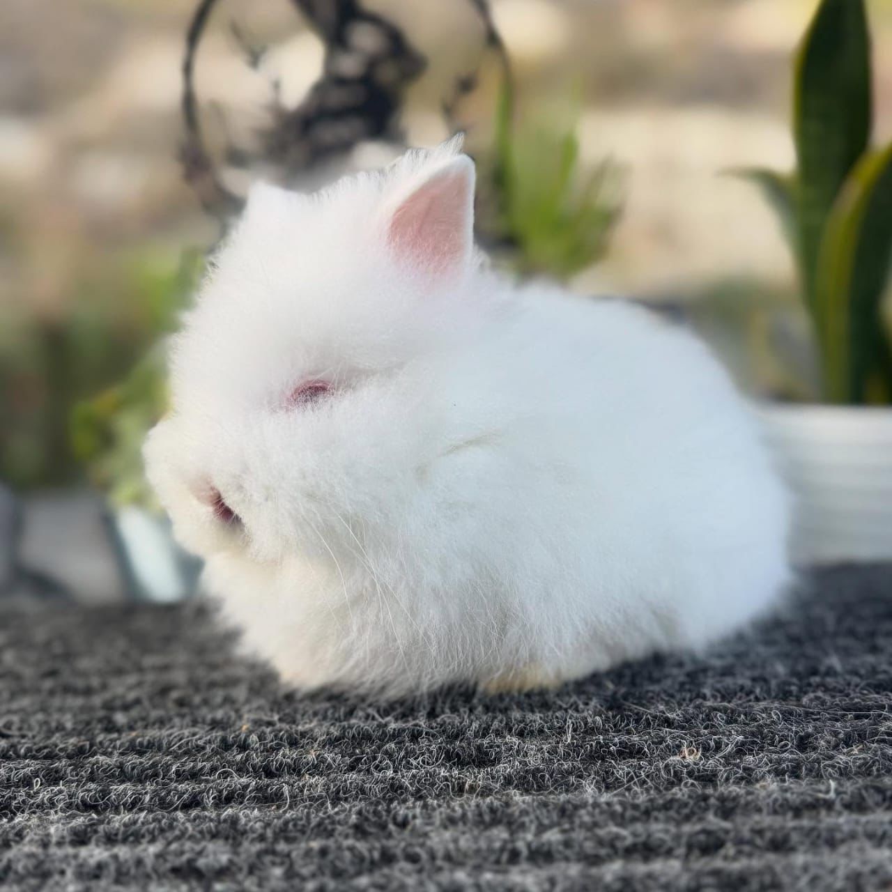 Try Rabiit Bear Lionhead Rabbit Male 12 Weeks Old – ROYAL LOP RABBITRY