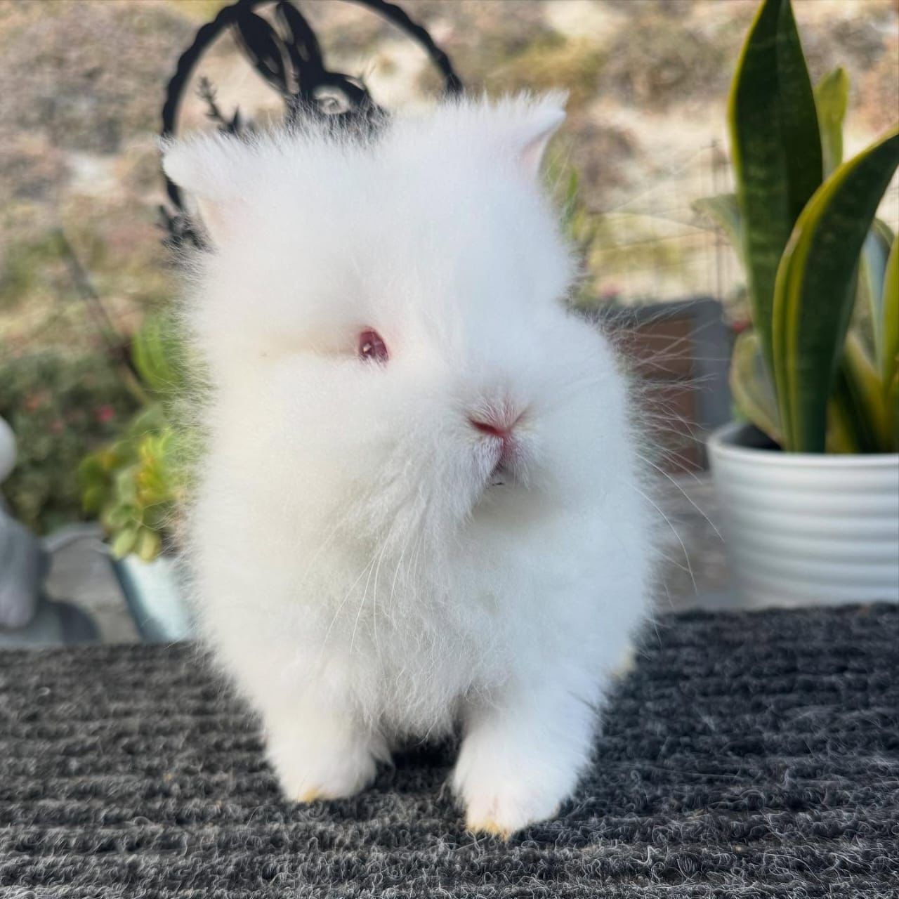 Week Old Rabbit Bear Lionhead Rabbit Male 12 Weeks Old – ROYAL LOP RABBITRY