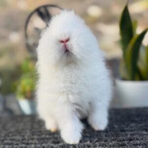Bear  Lionhead Rabbit Male 12 Weeks Old