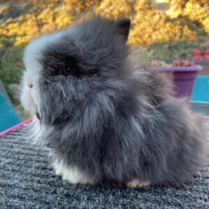 Coby  Lionhead Rabbit Male  8–9 Weeks Old