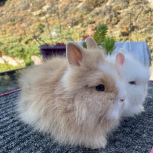 Colby & Chance Lionhead Rabbit Female  10–11 Weeks Old