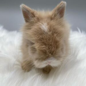 Lobby Lionhead Rabbit Female  5–6 Weeks Old