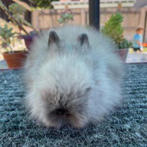 Charlie  Lionhead Rabbit Female  8–9 Weeks Old
