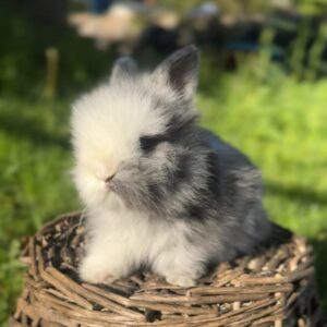 Cody Lionhead Rabbit Male  8 Weeks Old