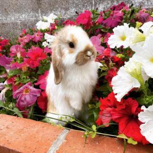 Mini Lop Rabbit   Female  9-10 Weeks Old