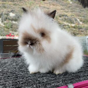 Ozzy Lionhead Rabbit Male 7–8 Weeks Old