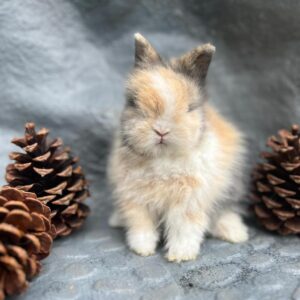 Name: Dexter Breed: Lionhead Rabbit Gender: Male Age: 10 Weeks Old