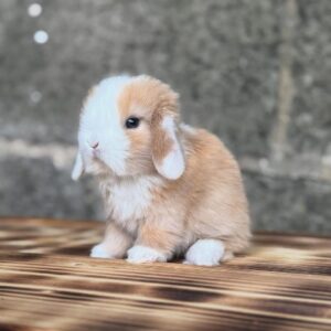 Vix Mini Lop Rabbit  Male 8–9 Weeks Old