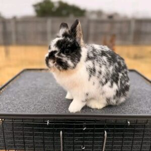 Luna  Netherland Dwarf Rabbit Female 11–12 Weeks Old