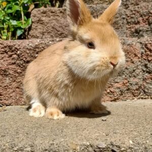 Netherland Dwarf Rabbit Milo Male 10–11 Weeks Old  All age-appropriate vaccinations completed