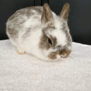Hazel Netherland Dwarf Rabbit  Female 6–7 Weeks Old