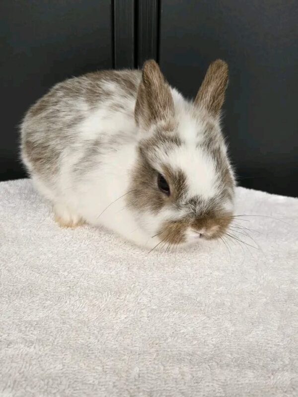 Try Rabiit Hazel Netherland Dwarf Rabbit Female 6–7 Weeks Old – ROYAL LOP RABBITRY