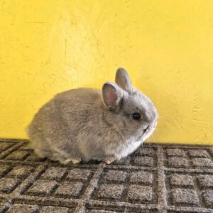 Ash Netherland Dwarf Rabbit Male 7–8 Weeks Old