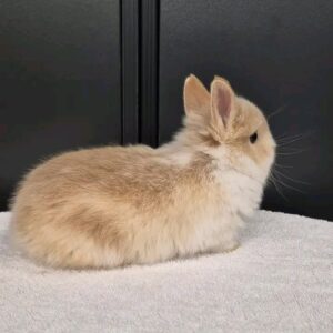 Leo Netherland Dwarf Rabbit Male 7–8 Weeks Old