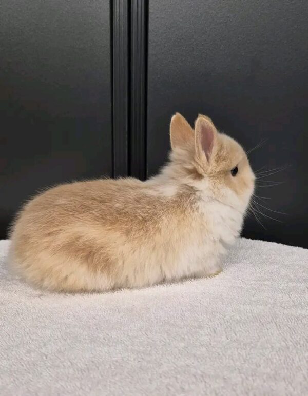 Leo Netherland Dwarf Rabbit Male 7–8 Weeks Old – ROYAL LOP RABBITRY