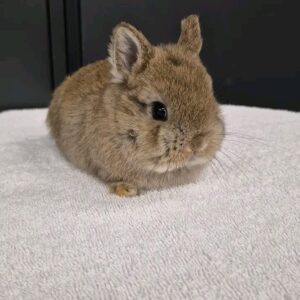 Name: Milo Breed: Netherland Dwarf Rabbit Gender: Male Age: 8–9 Weeks Old