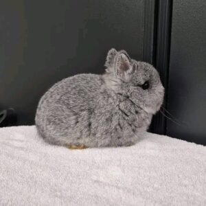 Name: Luna  Netherland Dwarf Rabbit Female 9–10 Weeks Old