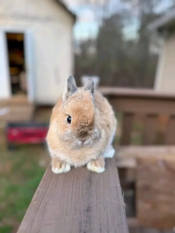 Try Rabiit Name: Maple Netherland Dwarf Rabbit Female 8–9 Weeks Old – ROYAL LOP ...
