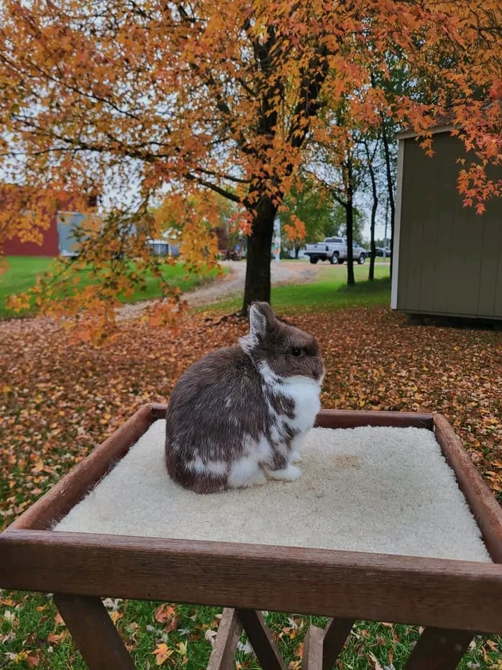 Try Rabiit Name: Mocha Netherland Dwarf Rabbit Female 13–14 Weeks Old – ROYAL LOP ...