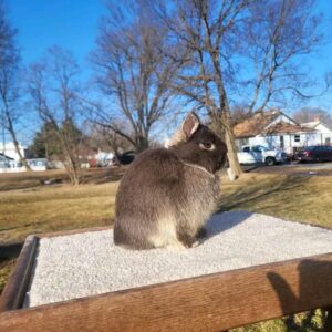 Name: Bruno  Netherland Dwarf Rabbit  Male 13–14 Weeks Old