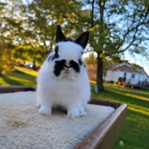 Name :Oreo Netherland Dwarf Rabbit Male 13–14 Weeks Old