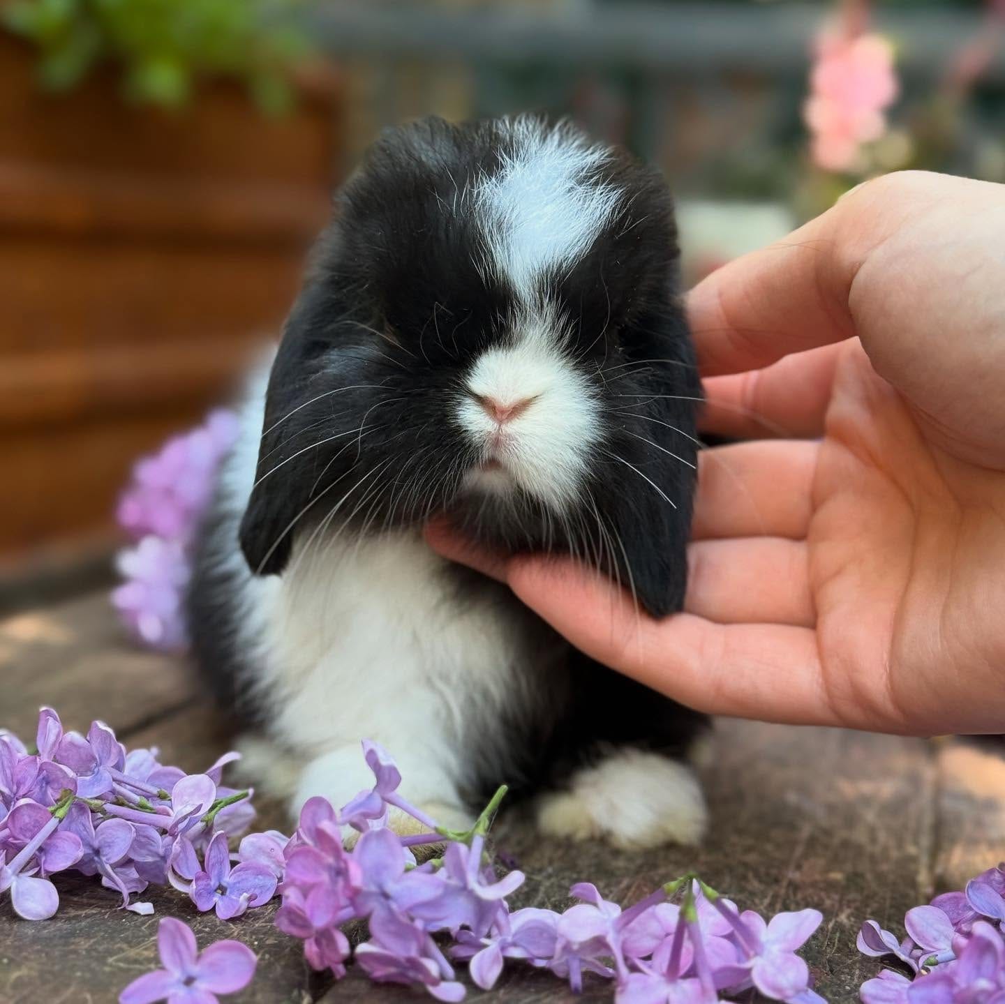 Name: Oliver Mini Lop Rabbit Male 10-11 Weeks Old – ROYAL LOP RABBITRY
