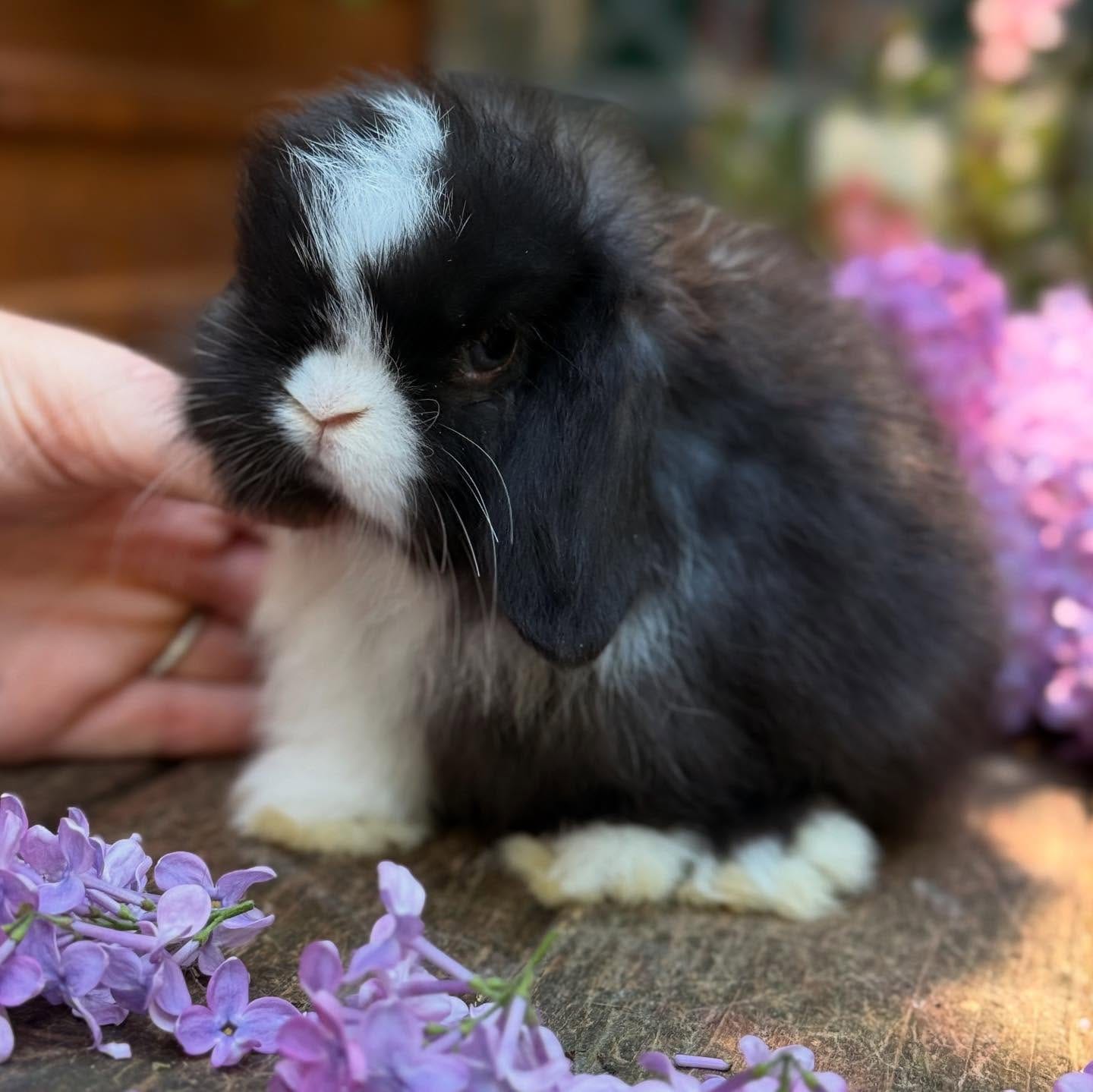 Research Mini Lop Rabbit Name: Oliver Mini Lop Rabbit Male 10-11 Weeks Old – ROYAL LOP RABBITRY