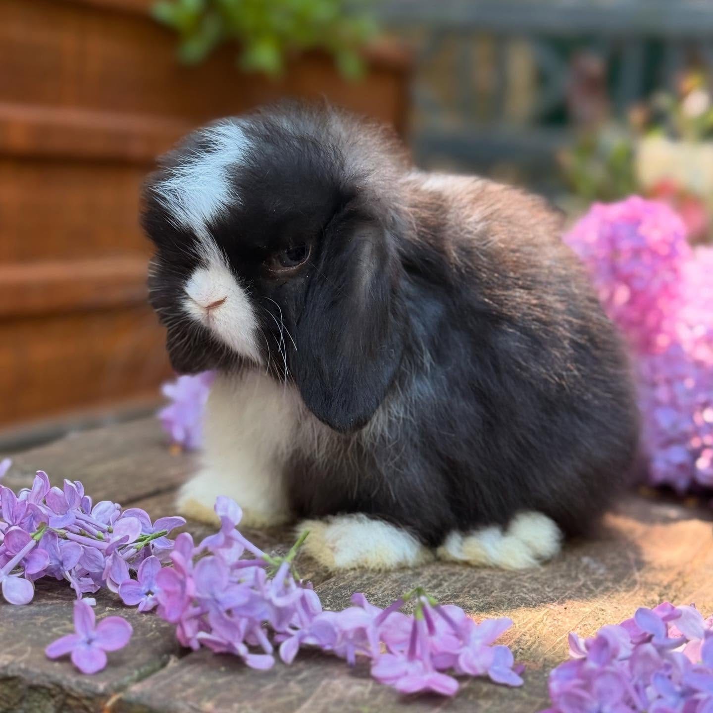 Research Mini Lop Rabbit Name: Oliver Mini Lop Rabbit Male 10-11 Weeks Old – ROYAL LOP RABBITRY