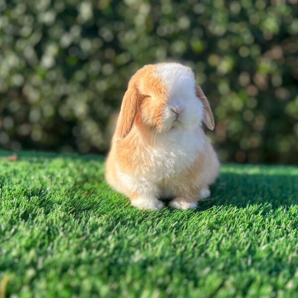 Phone Y Rabbit Name: Honey Mini Lop Rabbit Female 10–11 Weeks Old – ROYAL LOP RABBITRY