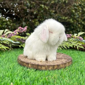 Name: Oscar Mini Lop Rabbits Male 10–11 Weeks Old