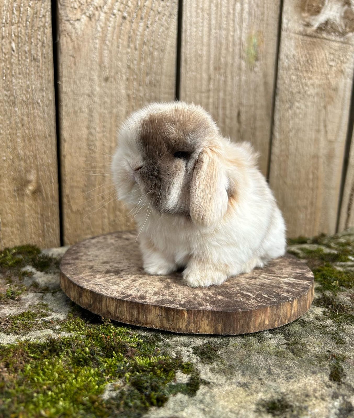 Research Mini Lop Rabbit Name: Jasper Mini Lop Rabbit Male 8–9 Weeks Old – ROYAL LOP RABBITRY