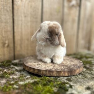 Name: Jasper Mini Lop Rabbit  Male  8–9 Weeks Old