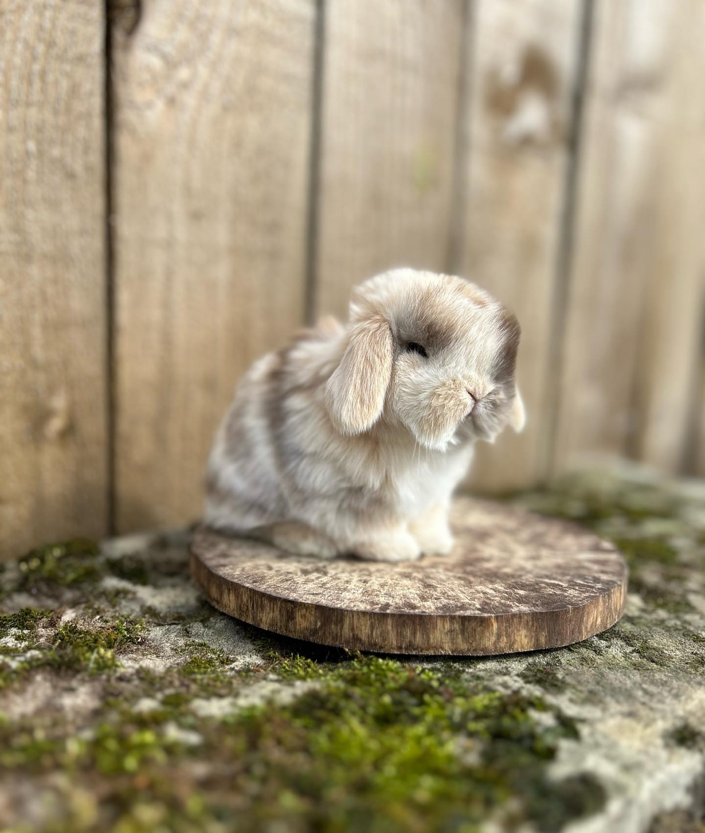 Research Mini Lop Rabbit Name: Jasper Mini Lop Rabbit Male 8–9 Weeks Old – ROYAL LOP RABBITRY