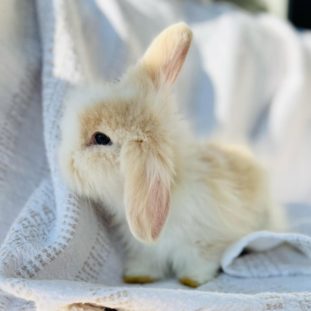 Try Rabiit Name: Roy Holland Lop Rabbit Male 5–6 Weeks Old – ROYAL LOP RABBITRY