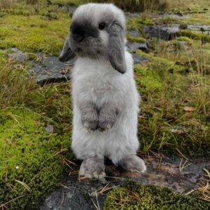Name: Lunar Holland Lop Rabbit  Female 10–11 Weeks Old