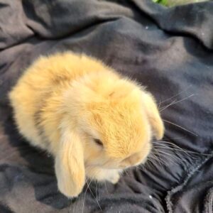 Name: BellaName: Honey  Holland Lop Rabbit  Female 4–5 Weeks Old