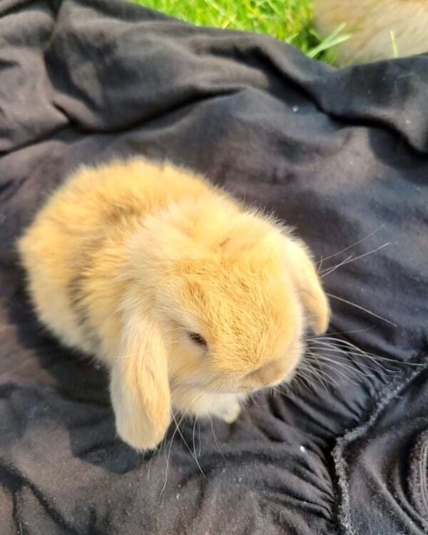 Try Rabiit Name: BellaName: Honey Holland Lop Rabbit Female 4–5 Weeks Old – ROYAL ...