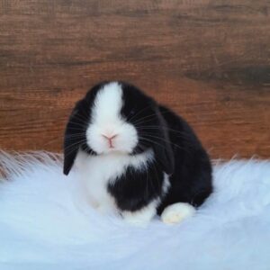 Danny – 8 Week Old Male Holland Lop